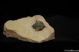 Cute Pseudocryphaeus (Cryphina) Trilobite #454-2